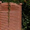 Betonová hlavice na plot: reliéf CIHLA RELIÉFNÍ, barva červená - náhled č.3