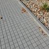 Betonová dlažba GRANIT® barva natural