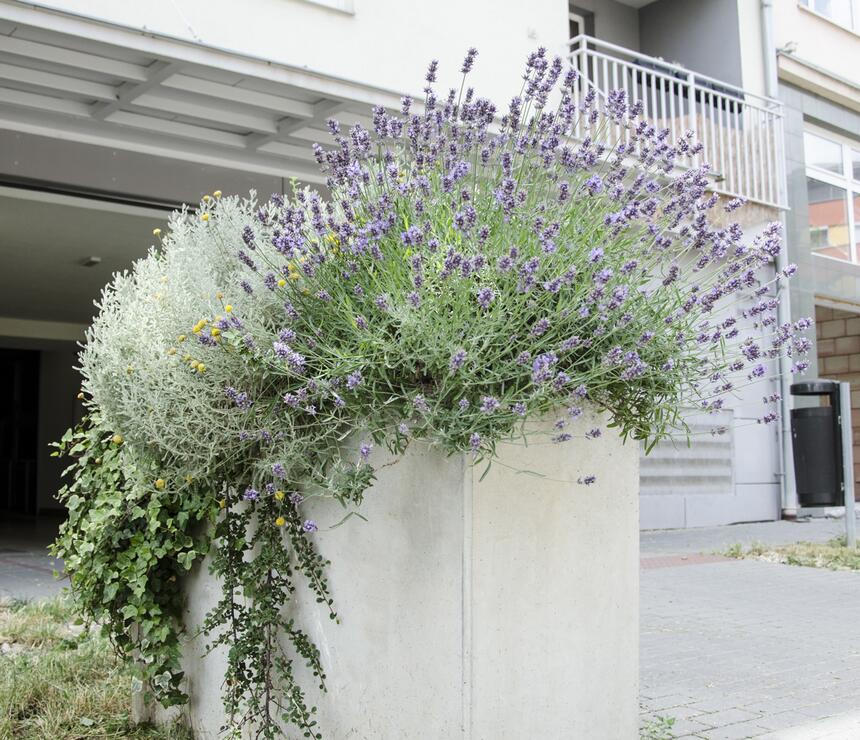 Květináč Linda barva natural povrch hladký - foto č.3