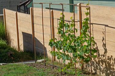 Vinná réva za betonovým plotem | Betonové ploty se dřevem nebo s betonem, který má dekor dřeva